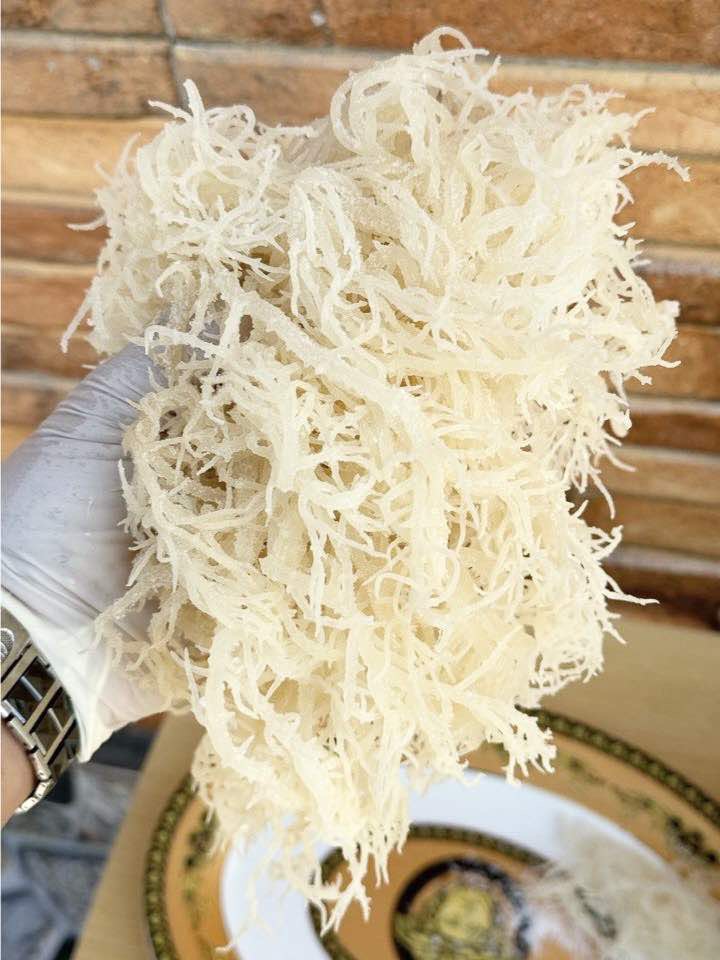 RONG SỤN TƯƠI 